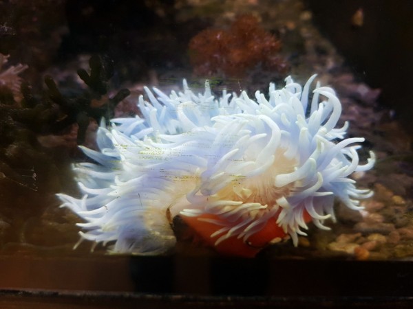 Heteractis doreensis - weiß blau Anemone Korkenzieheranemone Beispielbild