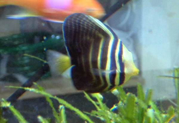 Zebrasoma veliferum - Pazifischer Segelflossen-Doktorfisch