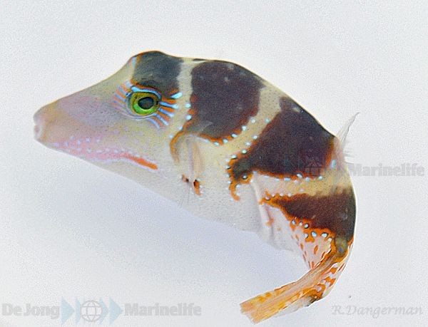 Canthigaster coronata - ähnlich valentini - Kronen-Spitzkopfkugelfisch