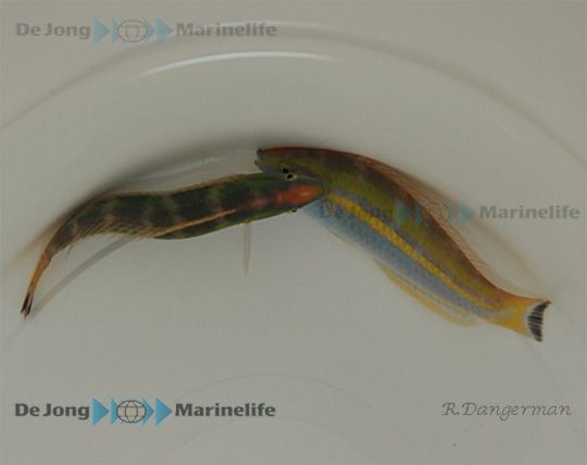 Männchen Pseudojuloides cerasinus - Multicolor-Lippfisch (Zuckerstangen-Junker)