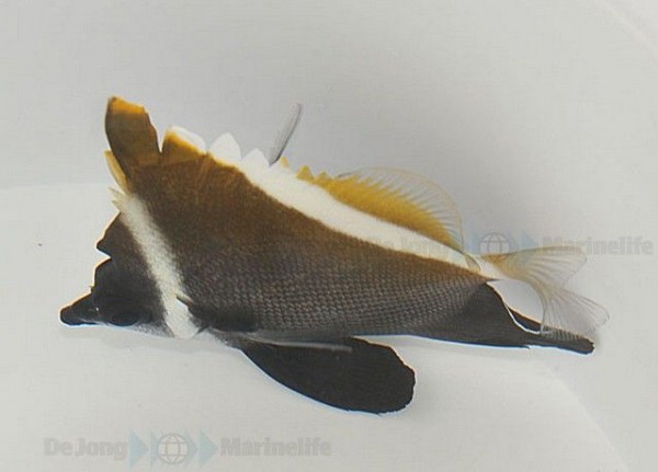 Heniochus varius - Seebulle Wimpelfisch