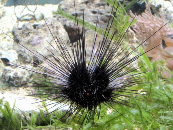 Diadema setosum - Diademseeigel