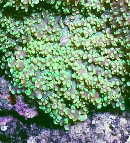 Rhodactis howesii große leuchtend grüne, genoppte Scheibenanemone