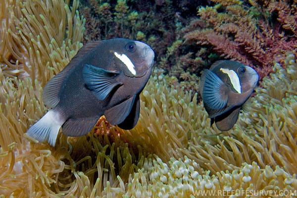 seltenste Anemonenfischart der Welt - Amphiprion mccullochi - Clownfisch Nachzu