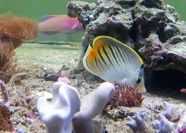 Chaetodon pelewensis - Diagonalstreifen-Falterfisch