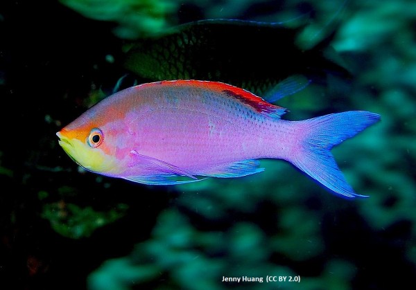 Weibchen Pseudanthias - Mirolabrichthys tuka - Fahnenbarsch