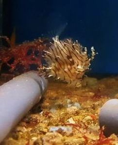Chaetodermis penicilligerus - Schmuckfeilenfisch
