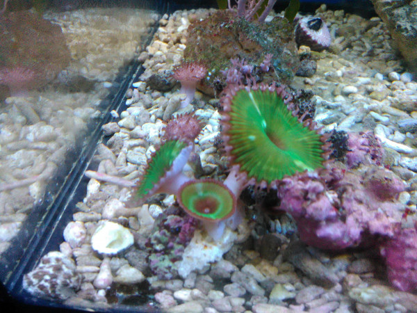 Palythoa grandiflora Protopalythoa grandis Rarität Krustenanemone kräftig grün Zoa Preis pro Polyp