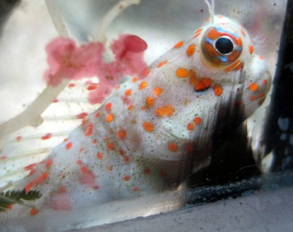 Istiblennius / Blenniella chrysospilos - Rotgepunkteter Blenny
