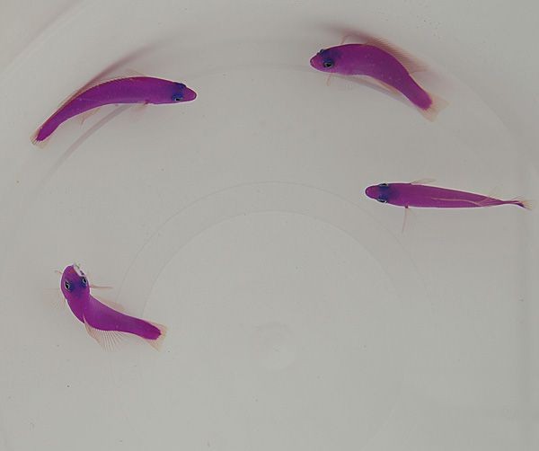 mit längerer Wartezeit Pictichromis porphyrea - Porphyr-Zwergbarsch