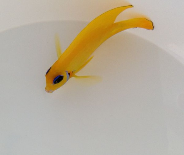 gelb und juvenil Acanthurus pyroferus - Schokoladendoktor