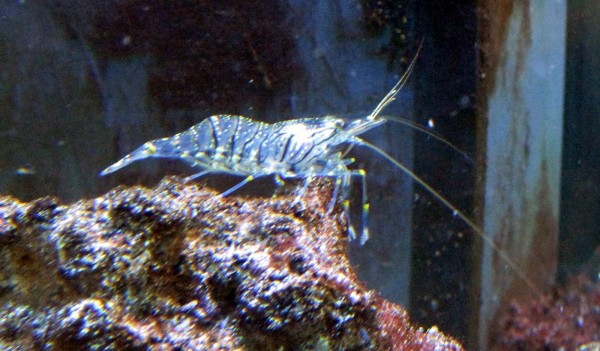 Palaemon elegans - Felsengarnelen blau gelb gestreifte Beine