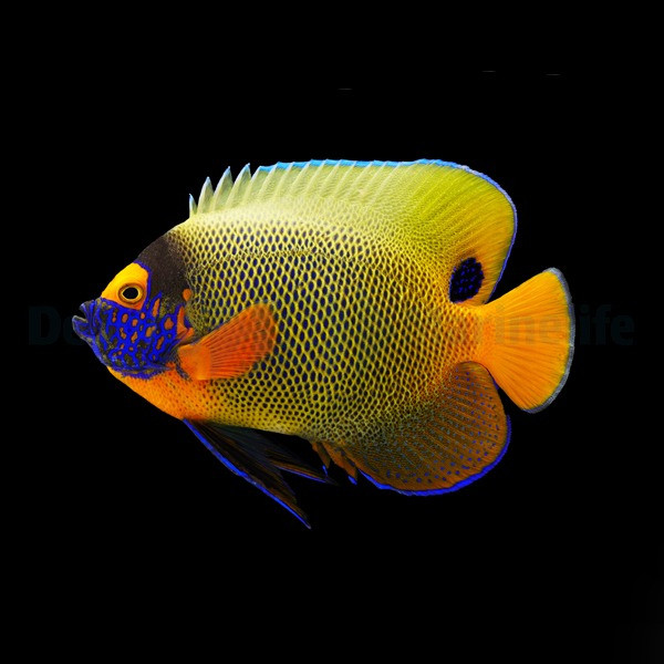 Pomacanthus xanthometopon - Blaukopfkaiserfisch adulte Färbung