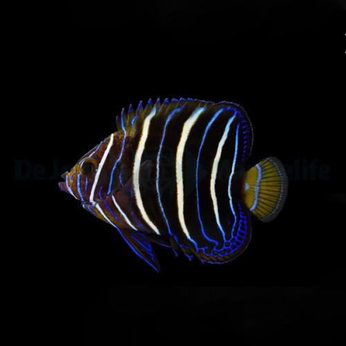 Pomacanthus chrysurus juvenil - Ostafrika-Kaiserfisch
