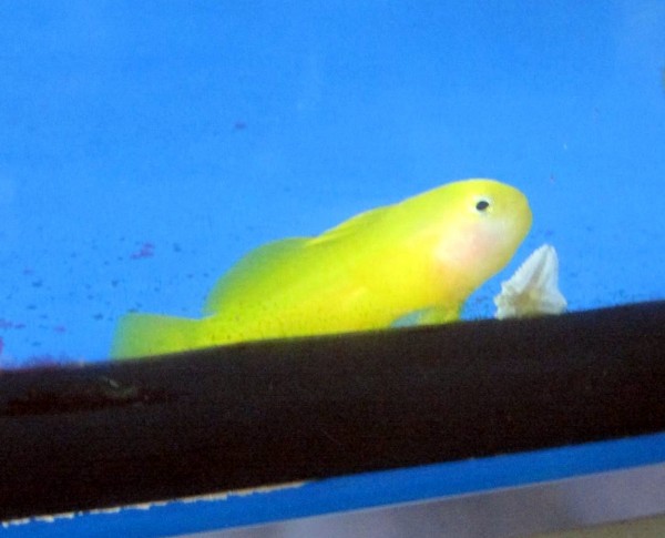 Gobiodon okinawae - gelbe Korallengrundel
