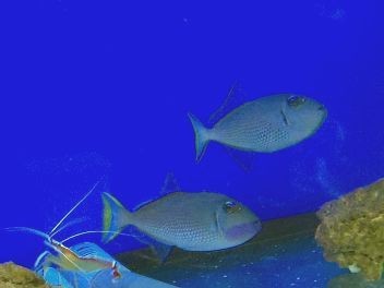 Weibchen Xanthichthys auromarginatus - Blaukehldrücker