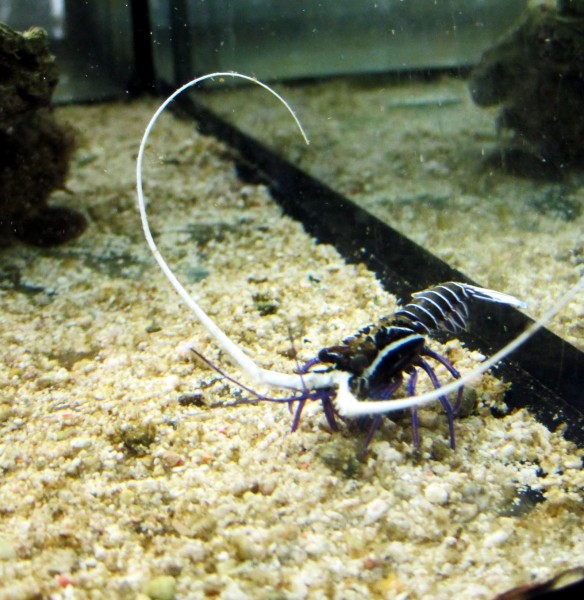 Panulirus versicolor 