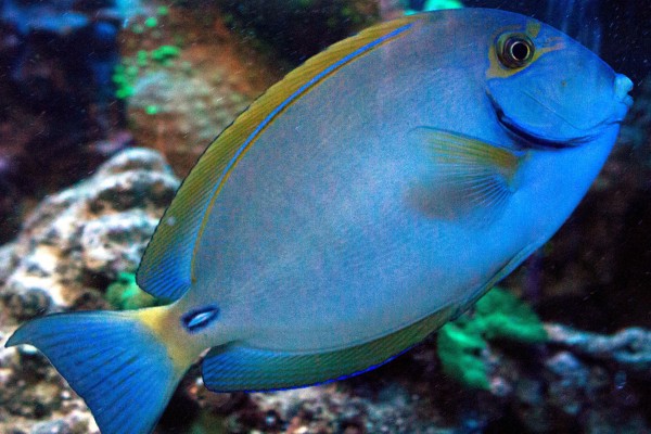 Acanthurus dussumieri - Augenstreif-Doktorfisch Größe S oder SM