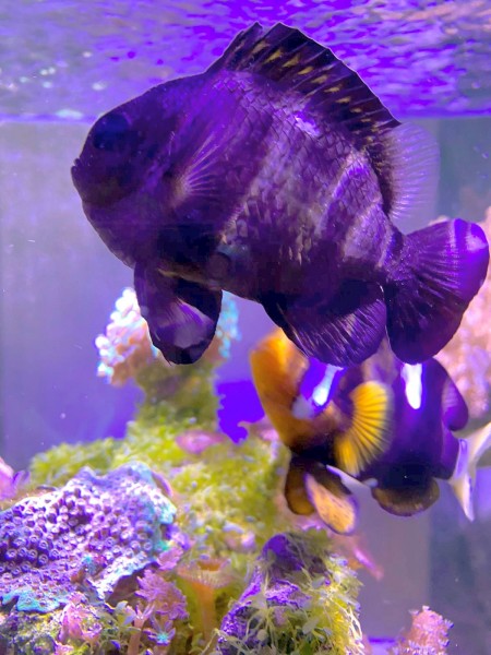 aus Beckenauflösung Adult ca 8 cm bitte zu größen Fischen Dascyllus trimaculatus - Dreipunkt-Preußen