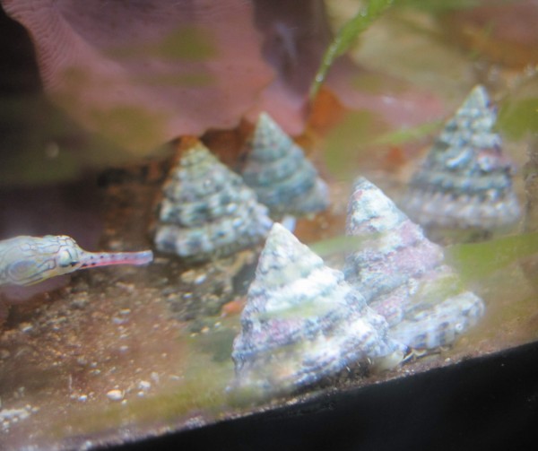Tectus fenestratus - Algenschnecke hell