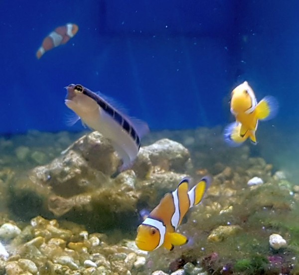 Ecsenius lineatus - Gestreifter Blenny