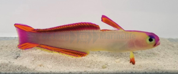 Nemateleotris decora - Dekorschwertgrundel