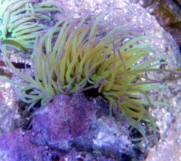 Anemonia viridis - Anemone - Wachsrose