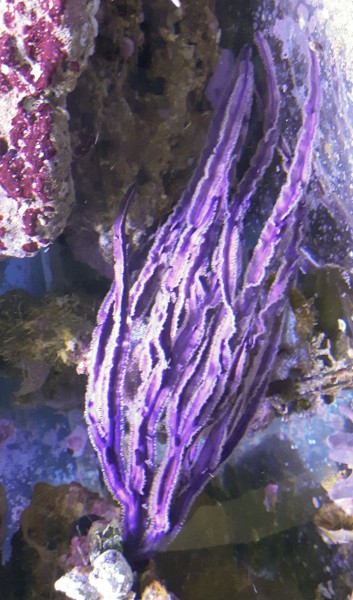Pterogorgia anceps lila L bis XL - karibische Gorgonie