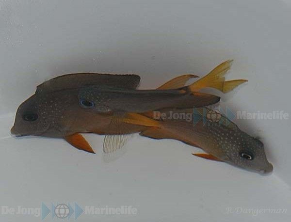 Ctenochaetus binotatus - Blauaugen-Borstenzahndoktor - Rarität