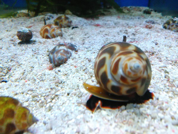 Babylonia sp. bzw. Buccinulum corneum - orange Turboschnecke