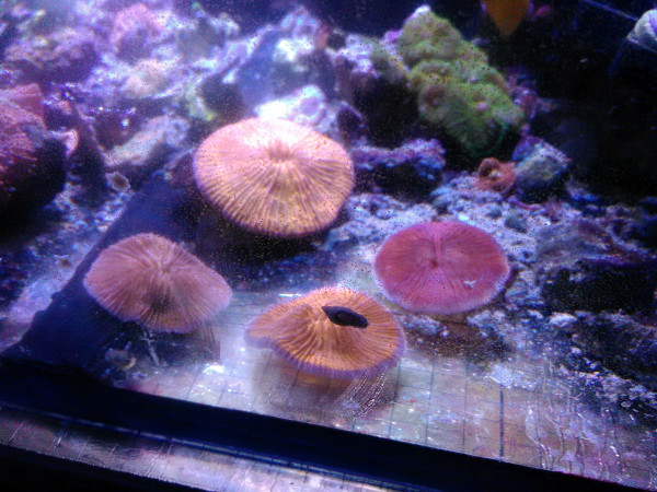 Fungia - orange ultra Pilzkoralle
