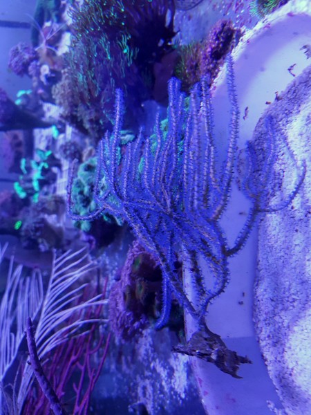WYSIWYG neu April 19 nur eine Gorgonie hellblaue Polypen - Euplexaura sp. 01