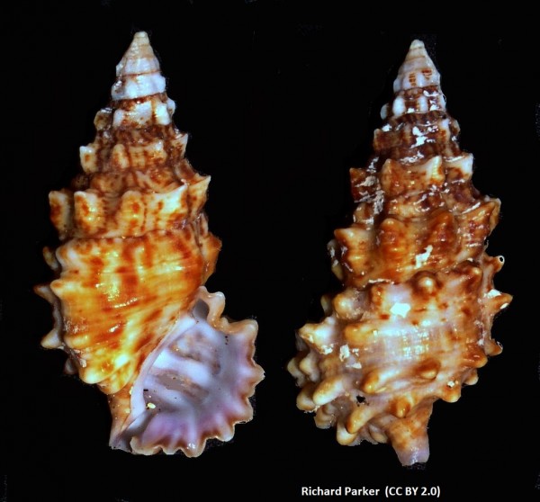 Cerithium sp. - Nadelschnecke Beispielbild z.B. caeruleum / litteratum