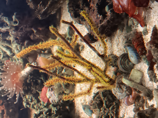 ähnlich wie Menella gelb - Gorgonie Beispielfoto