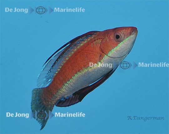 Cirrhilabrus rubriventralis - geselliger Zwerglippfisch