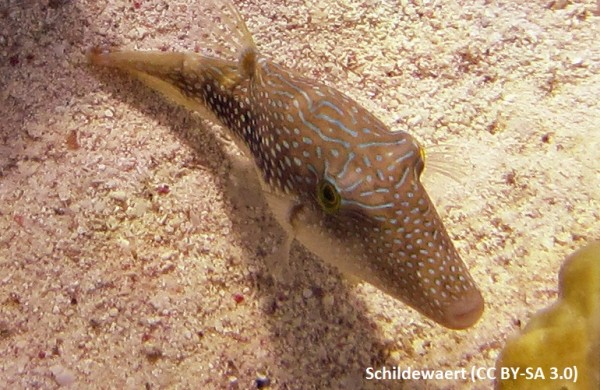 Canthigaster margaritatus - Spitzkopfkugelfisch