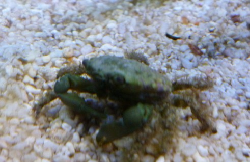 Mithrax oder Mithraculus sculptus - Algenkrabbe
