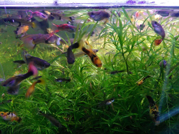 Guppy-Weibchen Süßwasser eigene Nachzucht