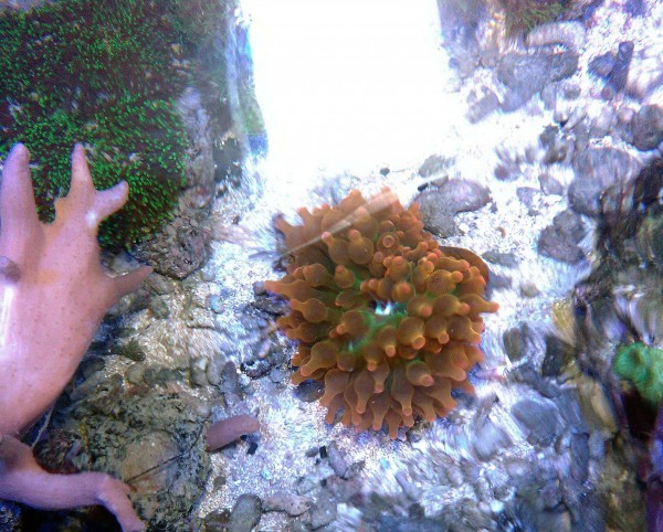 Angebot sunburst Kupferanemone -Entacmaea quadricolor Größe SM