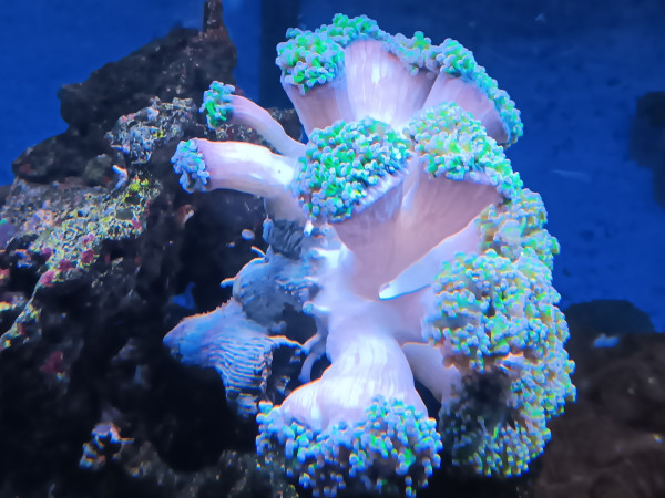 WYSIWYG ganzes Tier ca 13 Polypen Euphyllia jetzt Fimbriaphyllia paradivisa