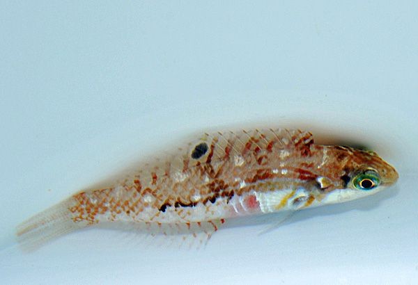 Halichoeres nebulosus - Kirschflecklippfisch