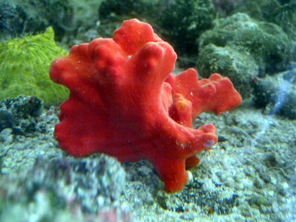roter karibischer Schwamm - Beispielbild