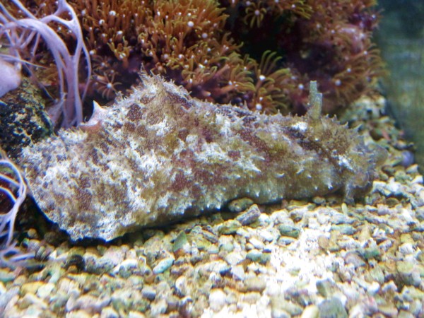 Dolabella auricularia - Seehase