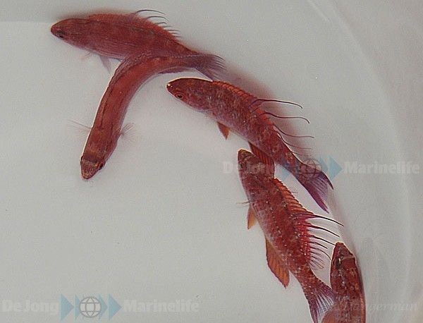 Paracheilinus filamentosus - Zwerglippfisch