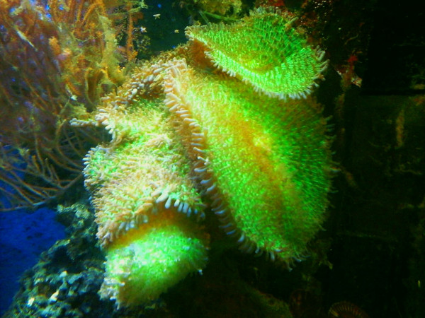 Angebot Amplexidiscus sp. - Preis pro Scheibenanemone ähnlich Elefantenohr leuchtend grün wird ci