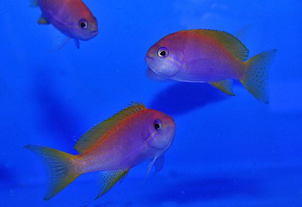 Pseudanthias bimaculatus Weibchen Fahnenbarsch