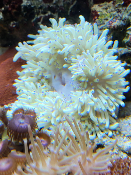 Heteractis crispa - Anemone weiß blaue Tipps