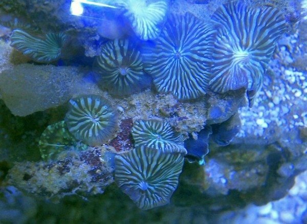 Discosoma sp - klar gestreifte grüne Scheibenanemone