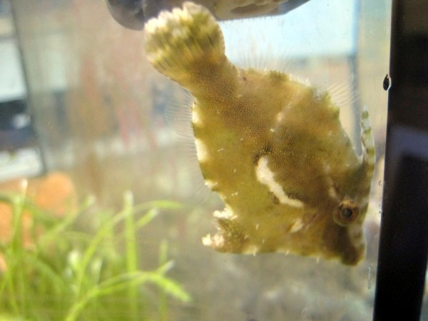 Acreichthys tomentosus - Tang- oder Seegrasfeilenfisch gegen Glasrosen