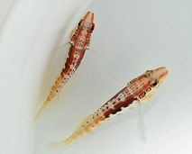 Serranus annularis - Sägebarsch